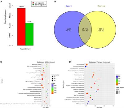 Gonad-Specific Transcriptomes Reveal Differential Expression of Gene and miRNA Between Male and Female of the Discus Fish (Symphysodon aequifasciatus)
